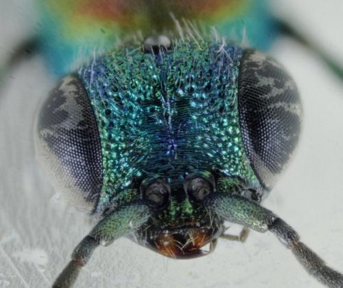 Réf. 274 153 : Hedychridium krajniki